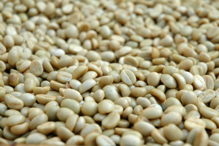 raw coffee bean
