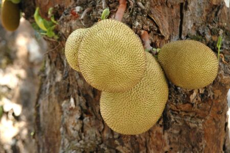 jackfruitの写真素材