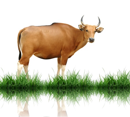 female banteng with green grass isolatedの写真素材