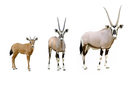 oryx isolatedの写真素材