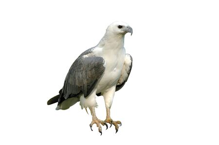sea eagle isolatedの写真素材