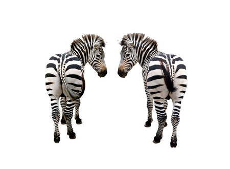 zebra isolatedの写真素材