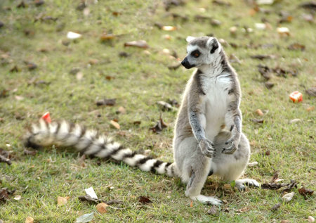 ring tailed lemur