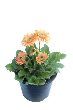 gerbera iaolatedの写真素材