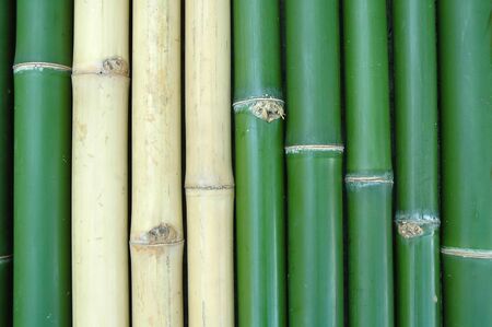 bamboo backgroundの写真素材