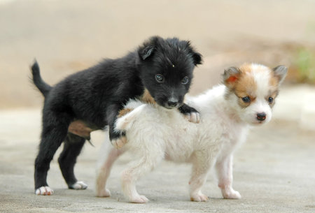baby hybrids thai dog 