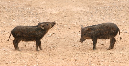 wild boarの写真素材