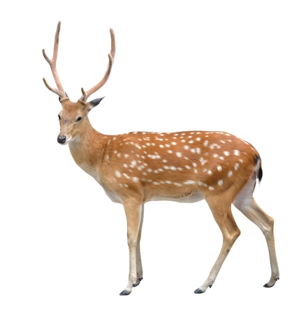 male sika deer isolated on white backgroundの写真素材