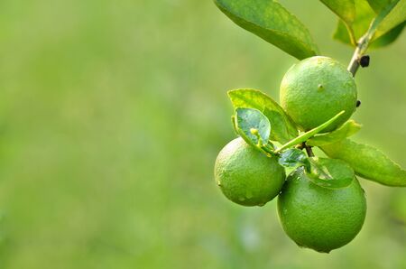 Fresh green lime on a tree の写真素材