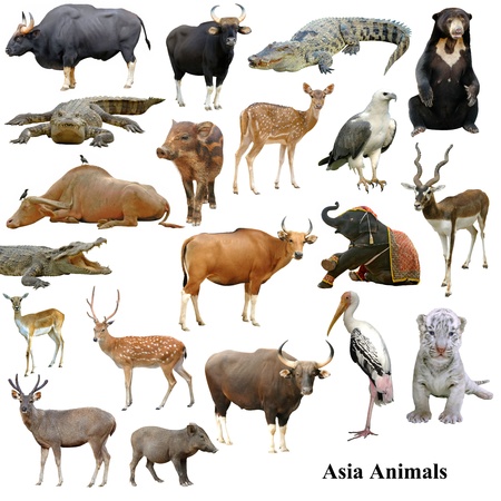asian animals collection isolated on white backgroundの写真素材