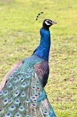 Male Indian Peafowl in chiang mai night safariの写真素材