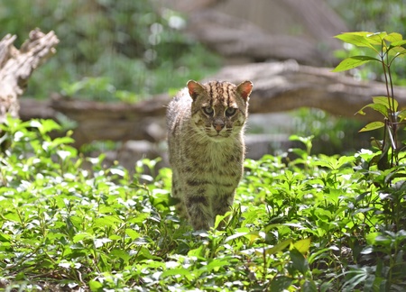 Portrait of  fishing cat (Prionailurus viverrinus) の写真素材