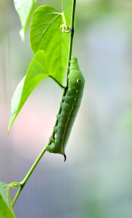 a cute caterpillar on leaf の写真素材