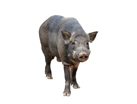 wild boar isolated on white backgroundの写真素材