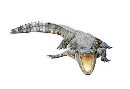 crocodile isolated on white backgroundの写真素材