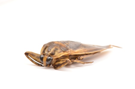 giant water bug isolated on white backgroundの写真素材