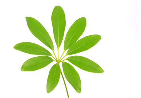 green leaf isolated on white backgroundの写真素材