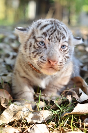 baby white tiger in zooの写真素材