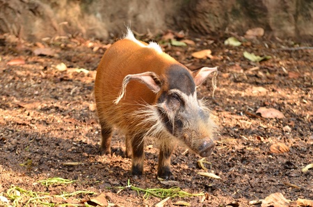 red river hog, african wild lifeの写真素材