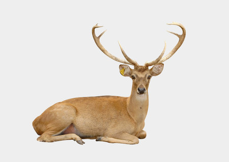 eld deer isolated on white backgroundの写真素材
