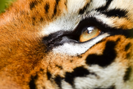 close up of tiger eyeの写真素材