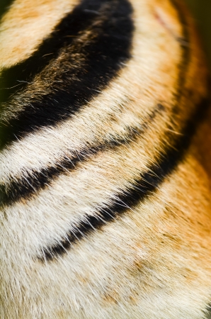 texture of real tiger skin ( fur )の写真素材