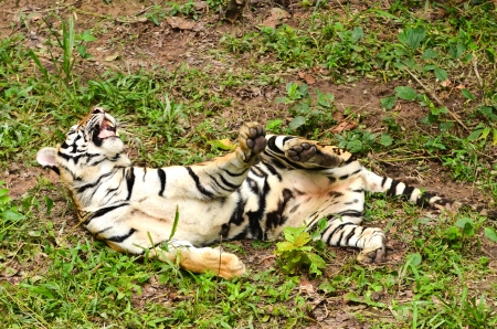 relax behavior of bangal tigerの写真素材