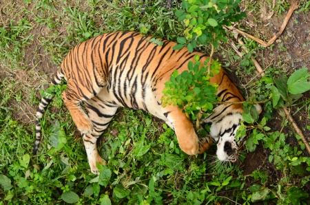 relax behavior of bangal tigerの写真素材