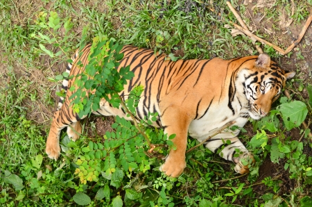 relax behavior of bangal tigerの写真素材