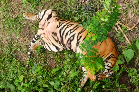 relax behavior of bangal tigerの写真素材
