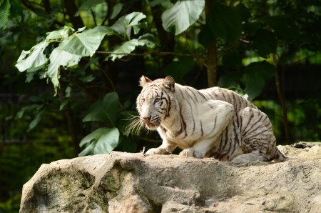 white bengal tiger in chiang mai night safariのeditorial素材