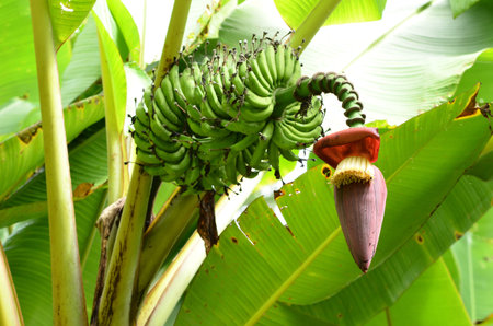 banana garden in northern thailandの写真素材