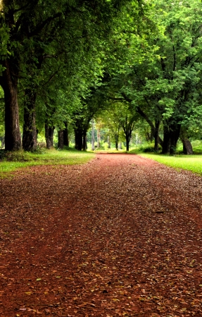  road in a garden with tree and green grassの写真素材