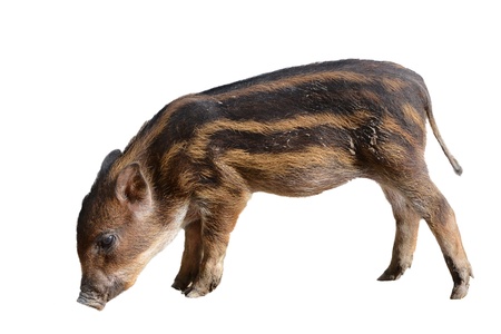 baby wild boar isolated on white backgroundの写真素材