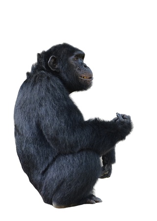 chimpanzee, simia troglodytes isolated on white background の写真素材