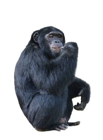 chimpanzee, simia troglodytes isolated on white backgroundの写真素材