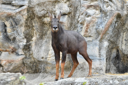 seraw, the endanger species in thailandの写真素材