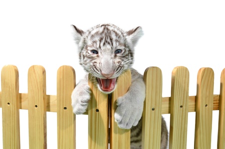 white bengal tiger and wooden fence isolated on white backgroundの写真素材