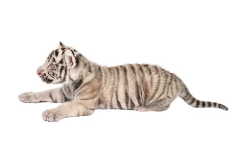 baby white bengal tiger isolated on white backgroundの写真素材