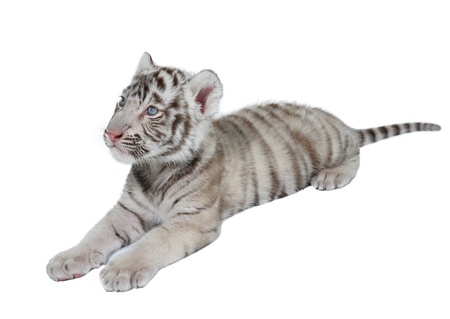 baby white bengal tiger isolated on white backgroundの写真素材