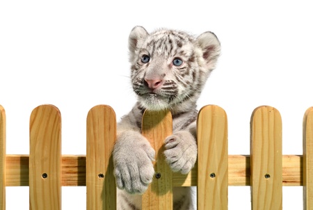 white bengal tiger and wooden fence isolated on white backgroundの写真素材