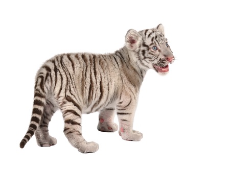 baby white bengal tiger isolated on white backgroundの写真素材