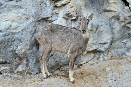 goral (Naemorhaedus griseus) standing on the rockの写真素材