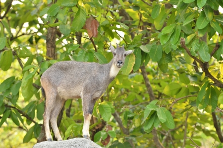 goral (Naemorhaedus griseus) standing on the rockの写真素材