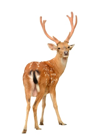 male sika deer isolated on white backgroundの写真素材