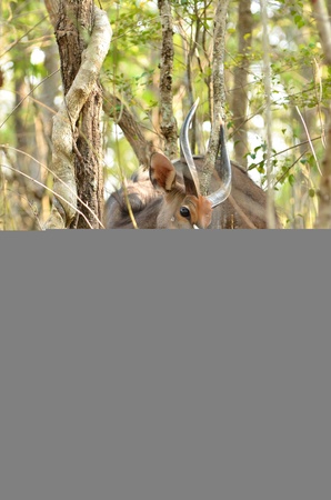 male nyala in the forestの写真素材