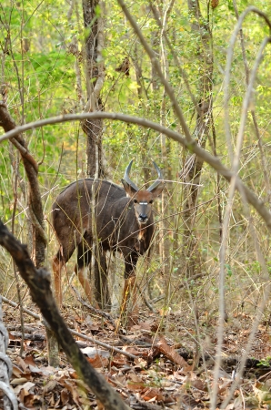 male nyala in the forestの写真素材