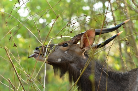 male nyala in the forestの写真素材