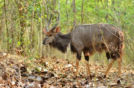 male nyala in the forestの写真素材