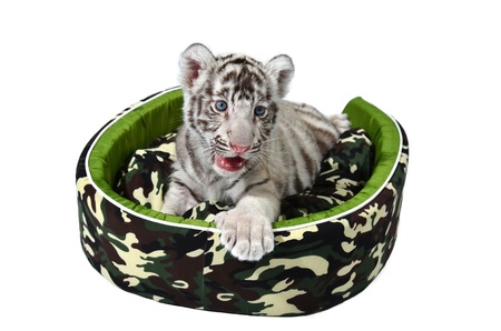 baby white tiger laying in a mattress isolated on white backgroundの写真素材